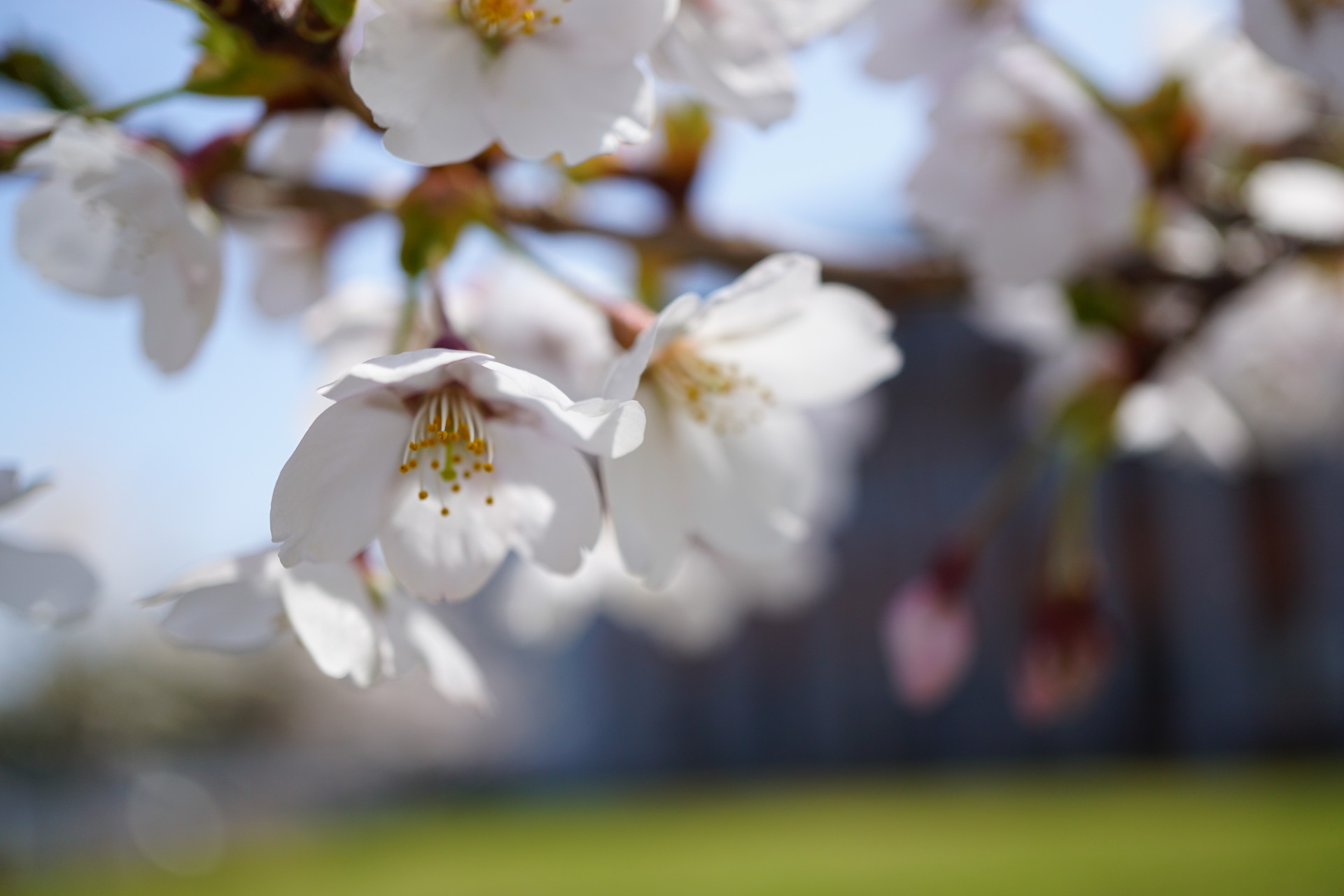 【作例付きレビュー】桜撮影にお勧め！Eマウント 等倍マクロ SEL30M35 - まがったミニマリストのブログ